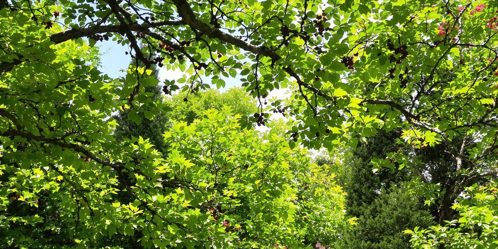 Person pruning tree branches in a summer garden