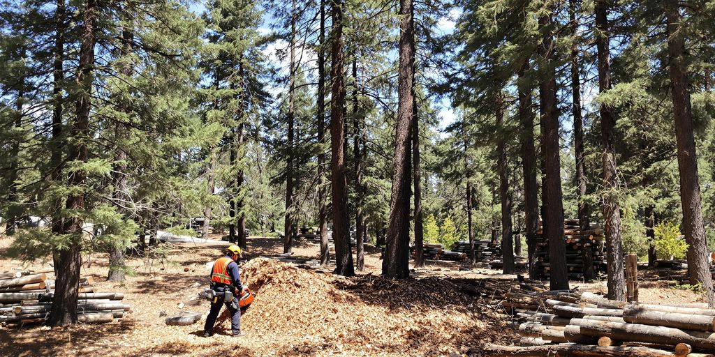 Arborist cutting down dead pine tree in sunlit forest clearing.