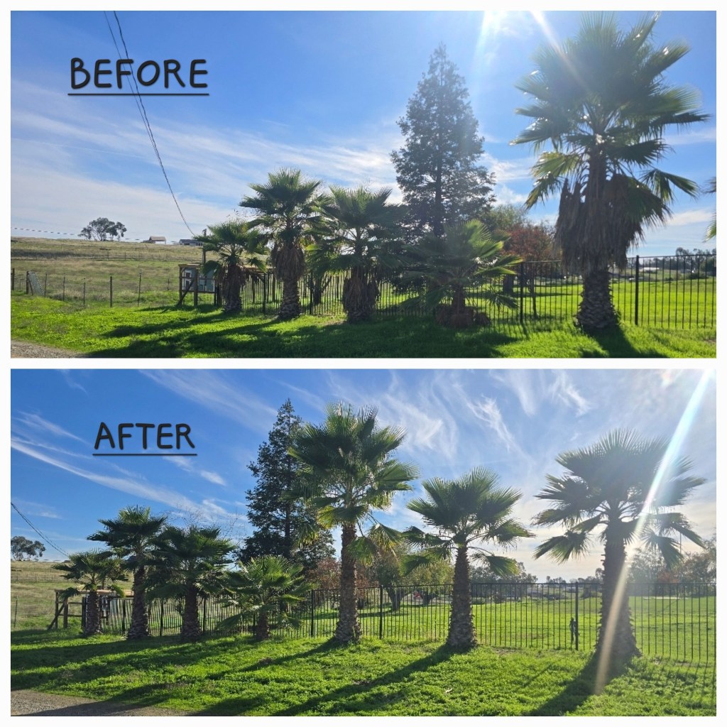 Side-by-side comparison of palm trees before and after trimming. The top image shows overgrown palm trees, and the bottom image shows neatly trimmed palms with a clear view of the surrounding fence and lawn.