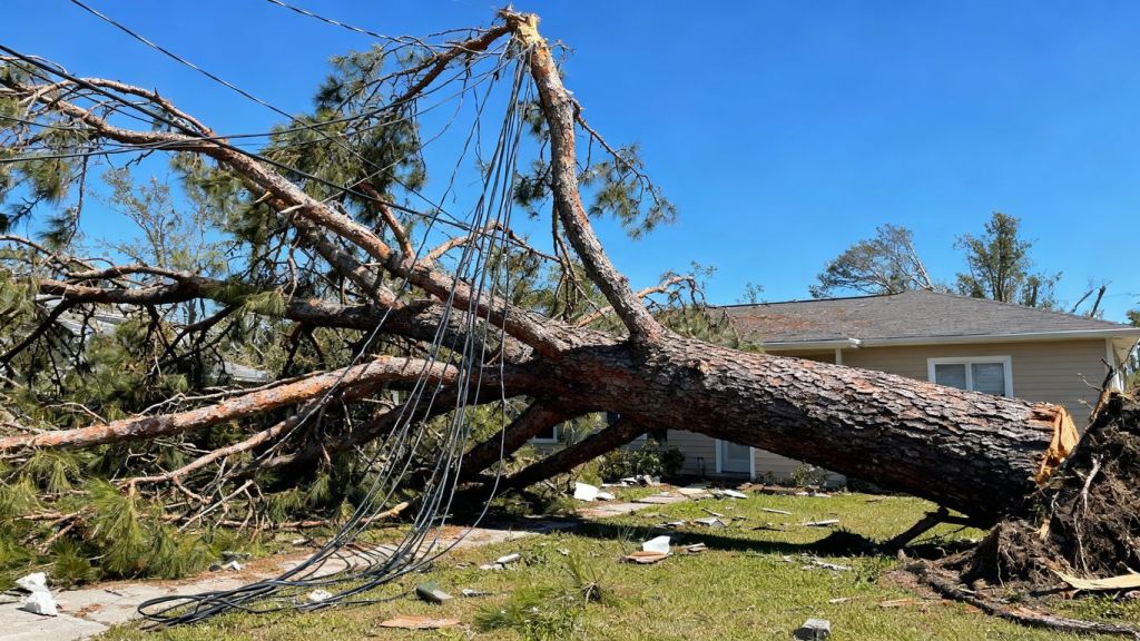 Fallen tree and power lines in a yard after a storm.